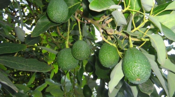 Avocado_Closeup