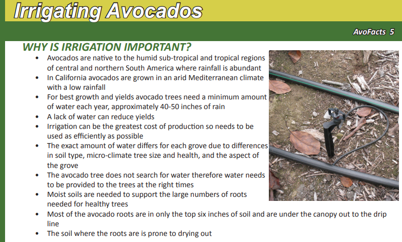 Avocado_Irrigation_Tips